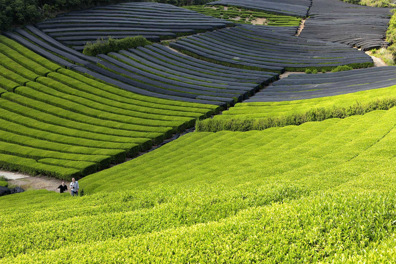 tea field matcha